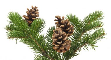Beyaz arka planda izole edilmiş konileri olan Noel ağacının dalı