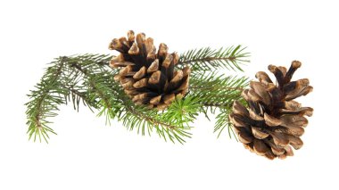 Noel ağacı ve beyaz arka plan üzerinde izole koniler dalı