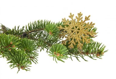 beyaz izole Noel ağacının dalını ile altın kar tanesi