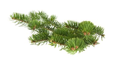 Beyaz arka plan yakın çekim izole Noel ağacının dalını