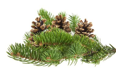 Beyaz arka planda izole edilmiş konileri olan Noel ağacının dalı