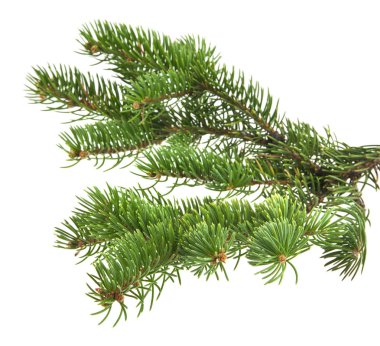 Beyaz arka plan yakın çekim izole Noel ağacının dalını