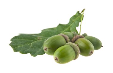 Beyaz arkaplanda izole edilmiş palamutlar