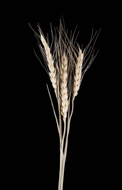 spikelets siyah bir zemin üzerine