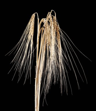 spikelets siyah bir zemin üzerine