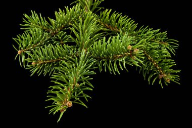 siyah arka plan yakın ağaç dalı