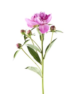 Beyaz arka plan üzerinde izole Şakayık çiçekleri