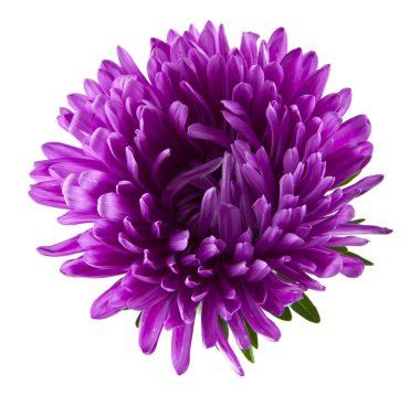 Beyaz arka plan üzerinde izole aster çiçekler