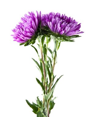 Beyaz arka plan üzerinde izole aster çiçekler