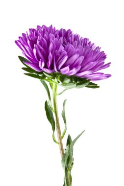 Beyaz arka plan üzerinde izole aster çiçekler