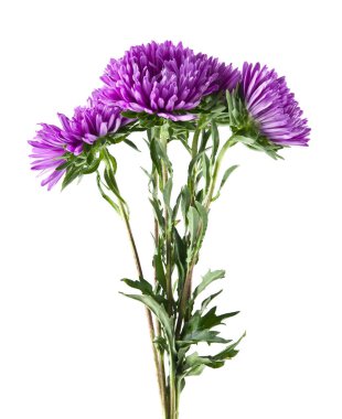 Beyaz arka plan üzerinde izole aster çiçekler