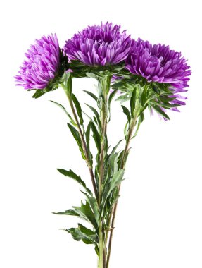 Beyaz arka plan üzerinde izole aster çiçekler