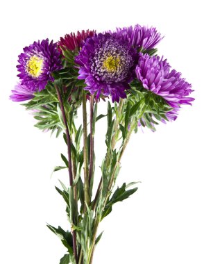 Beyaz arka plan üzerinde izole aster çiçekler