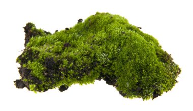 Beyaz arka plan closeup izole yosun