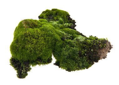 Beyaz arka plan closeup izole yosun