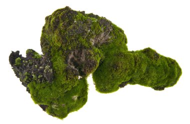 Beyaz arkaplanda yosun izole edildi