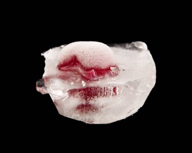 bir siyah arka plan portre üzerinde dondurulmuş vişne