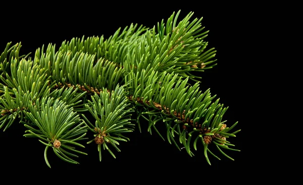 Ramo di un albero su uno sfondo nero primo piano — Foto Stock