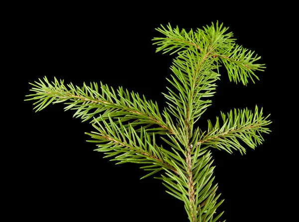 Tak van een boom op een zwarte achtergrond — Stockfoto