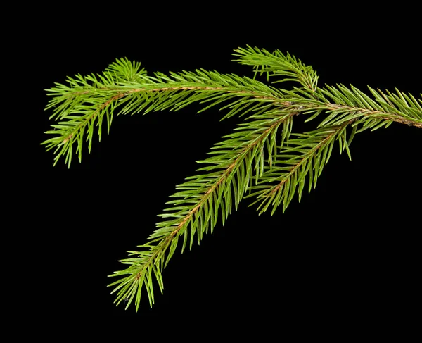 Rama de un árbol sobre un fondo negro — Foto de Stock