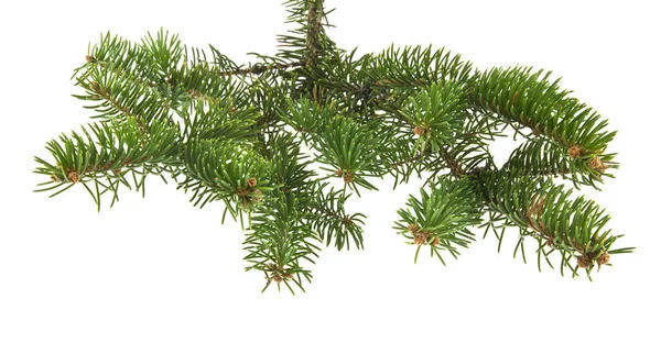 Zweig des Weihnachtsbaums isoliert auf weißem Hintergrund Nahaufnahme — Stockfoto