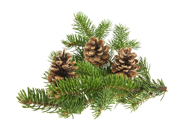 Tak van de kerstboom met kegels geïsoleerd op witte achtergrond — Stockfoto