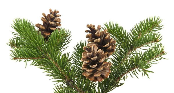 Rama del árbol de Navidad con conos aislados sobre fondo blanco — Foto de Stock