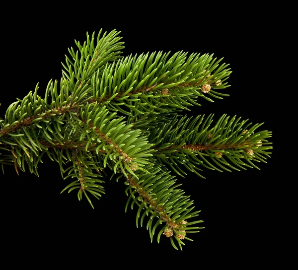 Rama de un árbol sobre un fondo negro —  Fotos de Stock