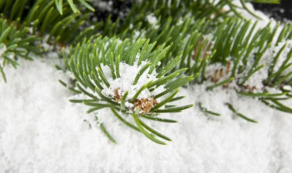 Gren av ett träd i snön — Stockfoto