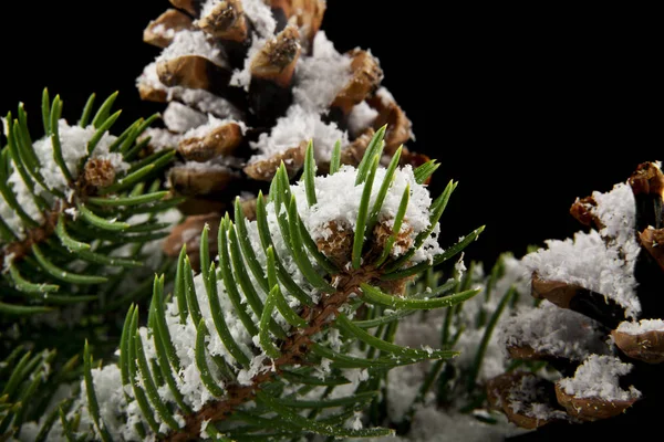 Conos y rama de árbol de Navidad en la nieve sobre un fondo negro —  Fotos de Stock