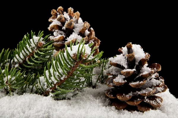 Conos y rama de árbol de Navidad en la nieve sobre un fondo negro —  Fotos de Stock