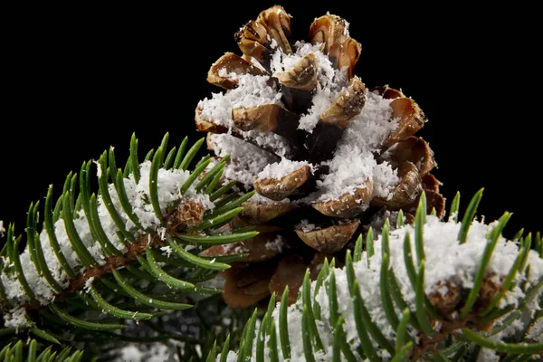 Conos y rama de árbol de Navidad en la nieve sobre un fondo negro —  Fotos de Stock