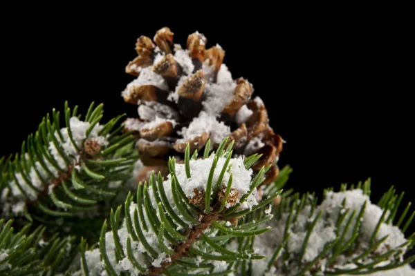 cones and branch of Christmas tree in snow on a black background
