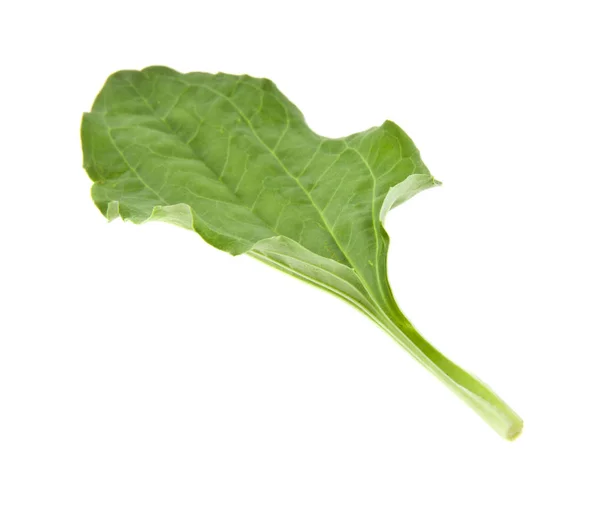 Plantain leaf isolated on white background — Stock Photo, Image