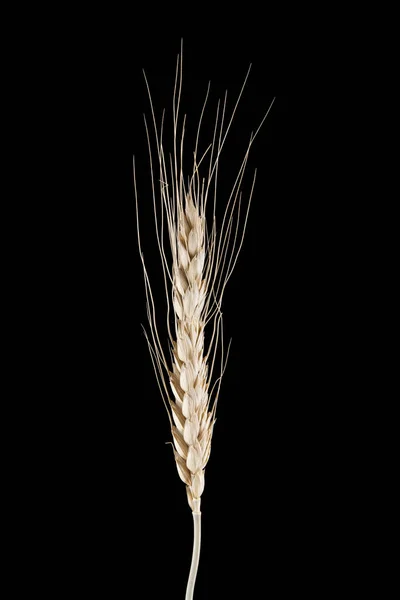 Spikelets em um fundo preto — Fotografia de Stock