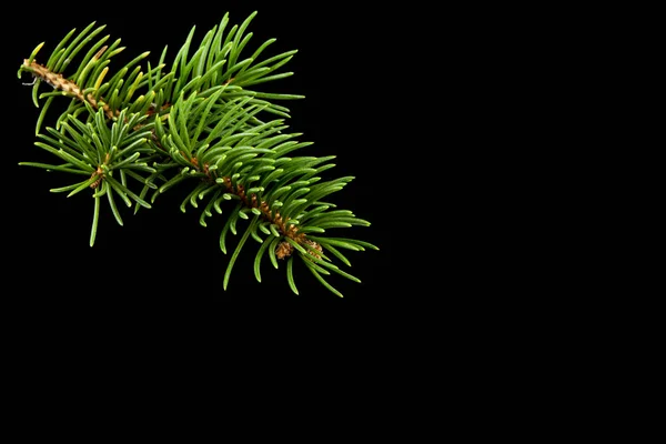 Branch of a tree on a black background close-up — Stock Photo, Image