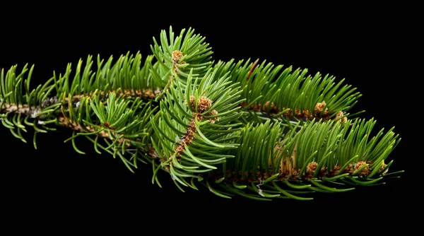 Rama de un árbol sobre un fondo negro de cerca — Foto de Stock