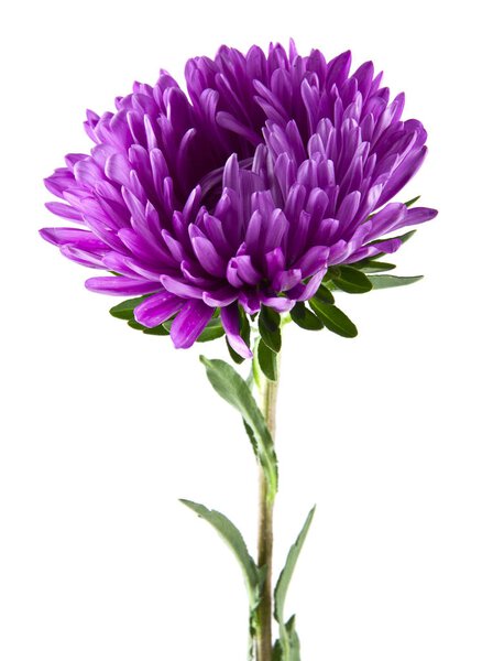 Цветы Aster изолированы на белом фоне
