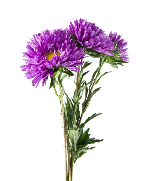 紫菀花在白色背景上孤立 — 图库照片