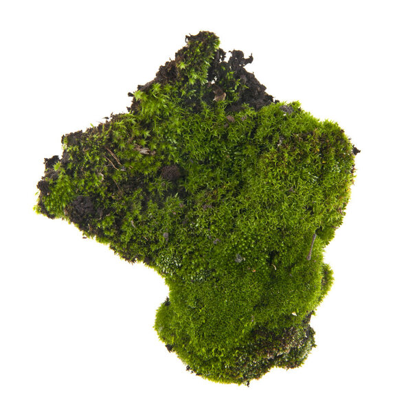 moss isolated on white background closeup