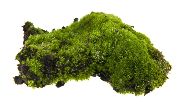 Beyaz arka plan closeup izole yosun