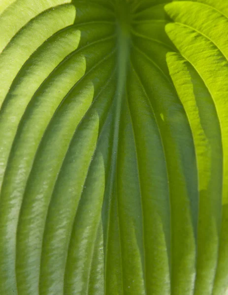 Textura hoja verde como fondo — Foto de Stock