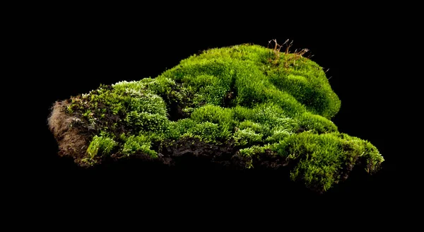 青苔在黑色背景特写 — 图库照片