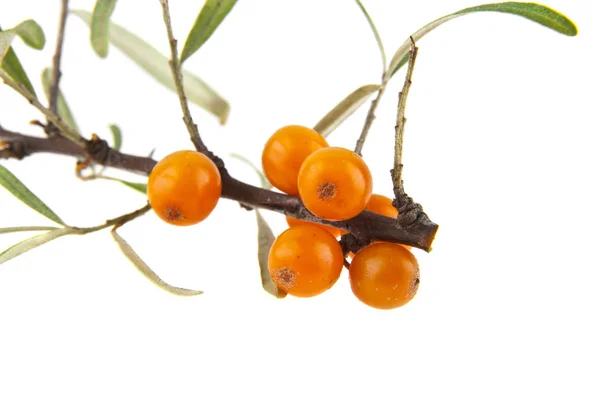 Sea buckthorn isolated on white background — Stock Photo, Image