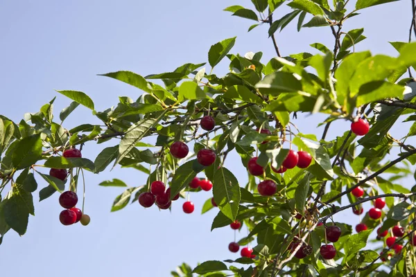 UICY červená třešnička na větvích stromu proti obloze — Stock fotografie