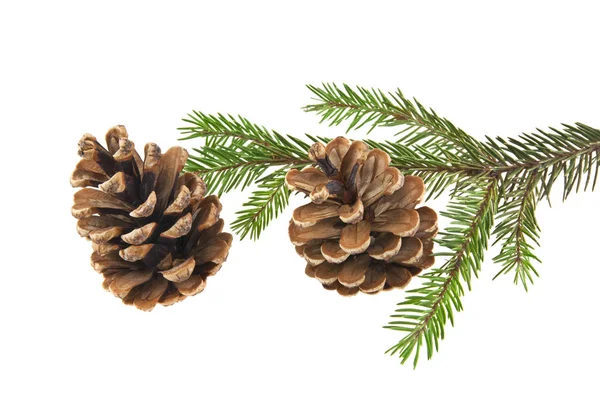 Branch of Christmas tree with cones isolated on white background Stock Picture