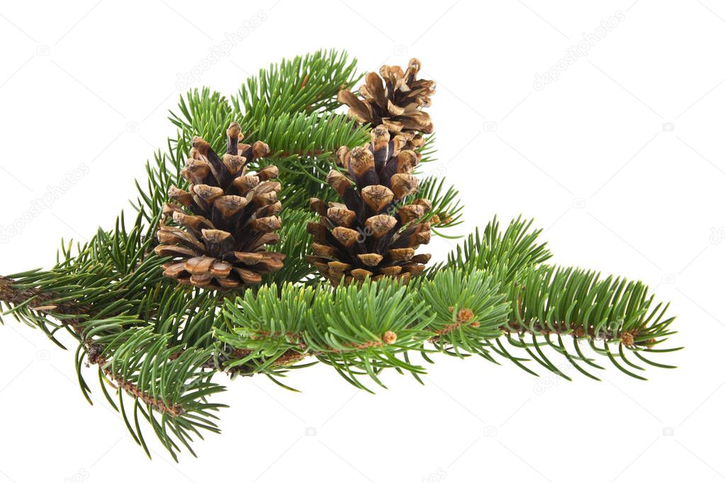 branch of Christmas tree with cones isolated on white background