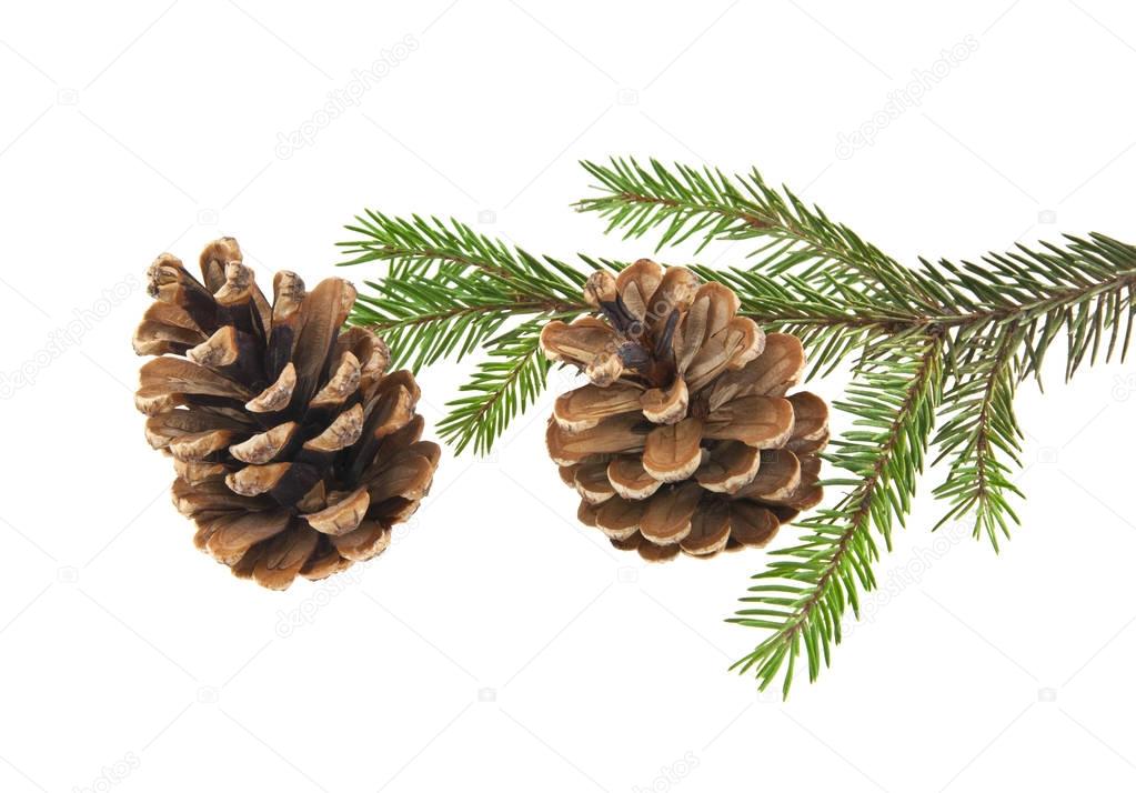 branch of Christmas tree with cones isolated on white background