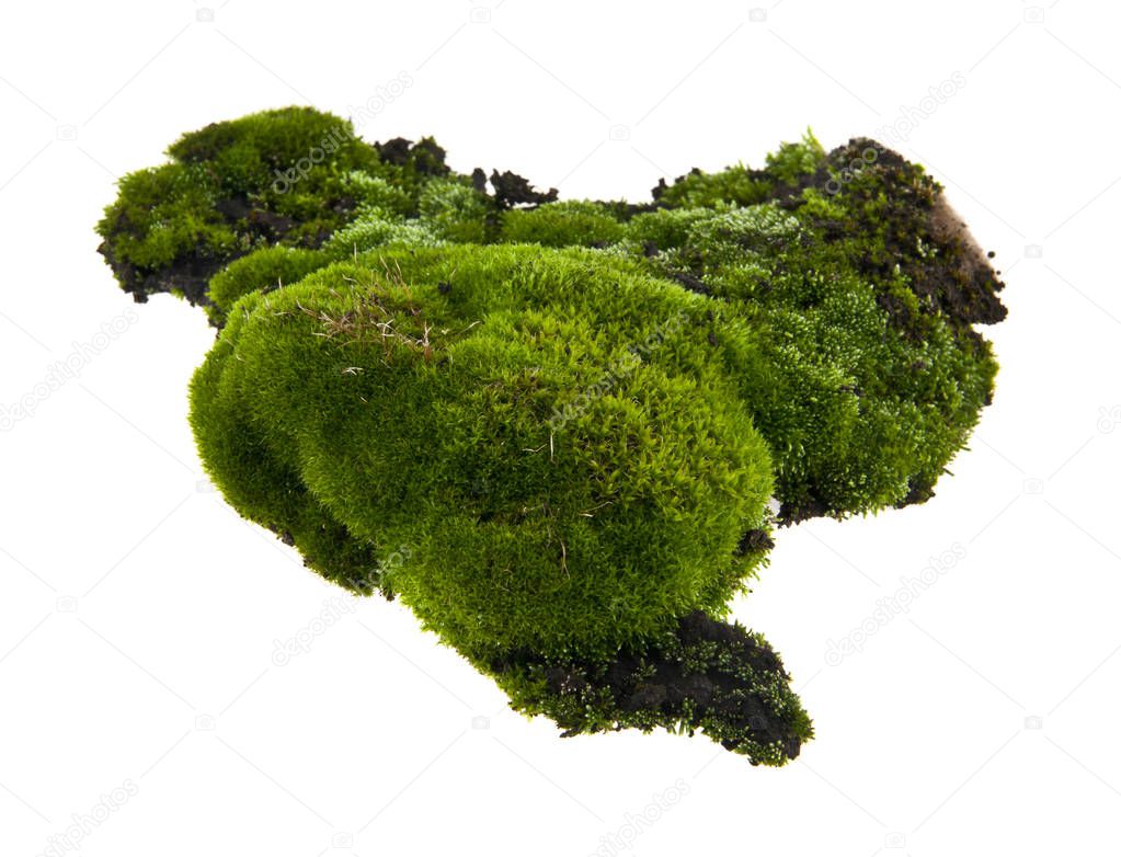 moss isolated on white background