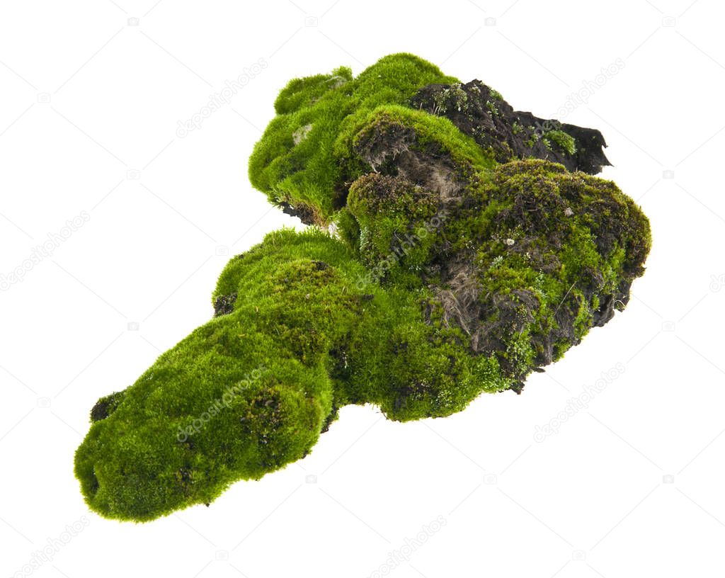 moss isolated on white background